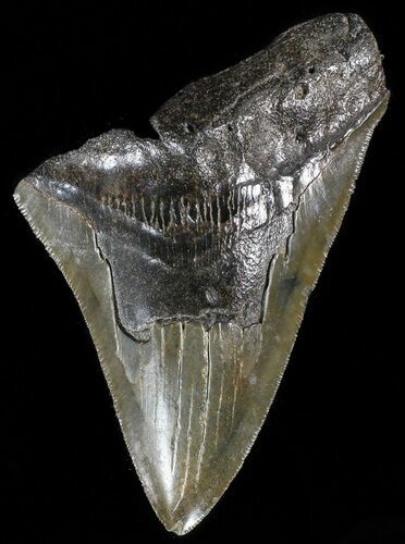 Partial, Serrated, Fossil Megalodon Tooth #53004